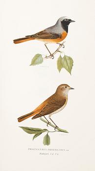 BÖCKER: Svenska Fåglar av M, W och F von Wright, förlaget Svenska Fåglar, andra upplagan, 1927, 3 volymer.