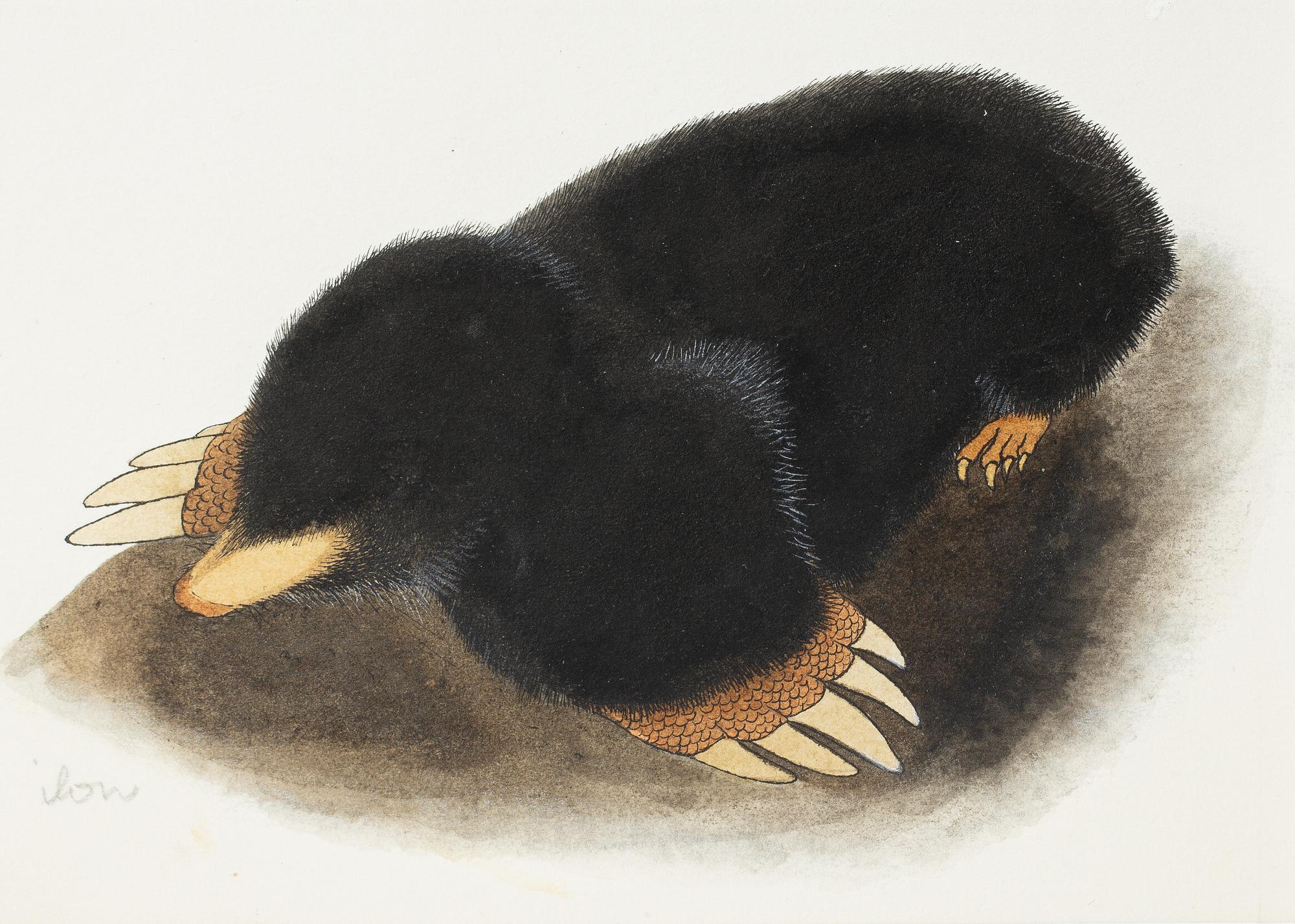 Ilon Wikland, The Mole.