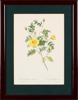 TAVLOR, 5 st, efter Redouté, tryck, 1900-talets andra hälft.