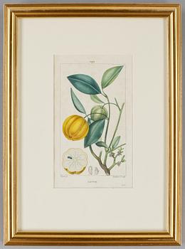 KOPPARTSICK, 6 st, ur "Flora Medicale". P. Turpin samt E. Panckoucke, Paris 1814-1818.