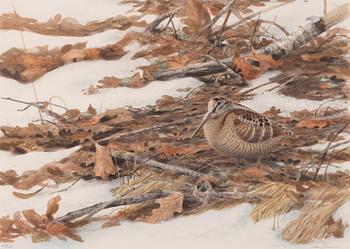Lars Jonsson, Woodcock in a Spring Winter Landscape.