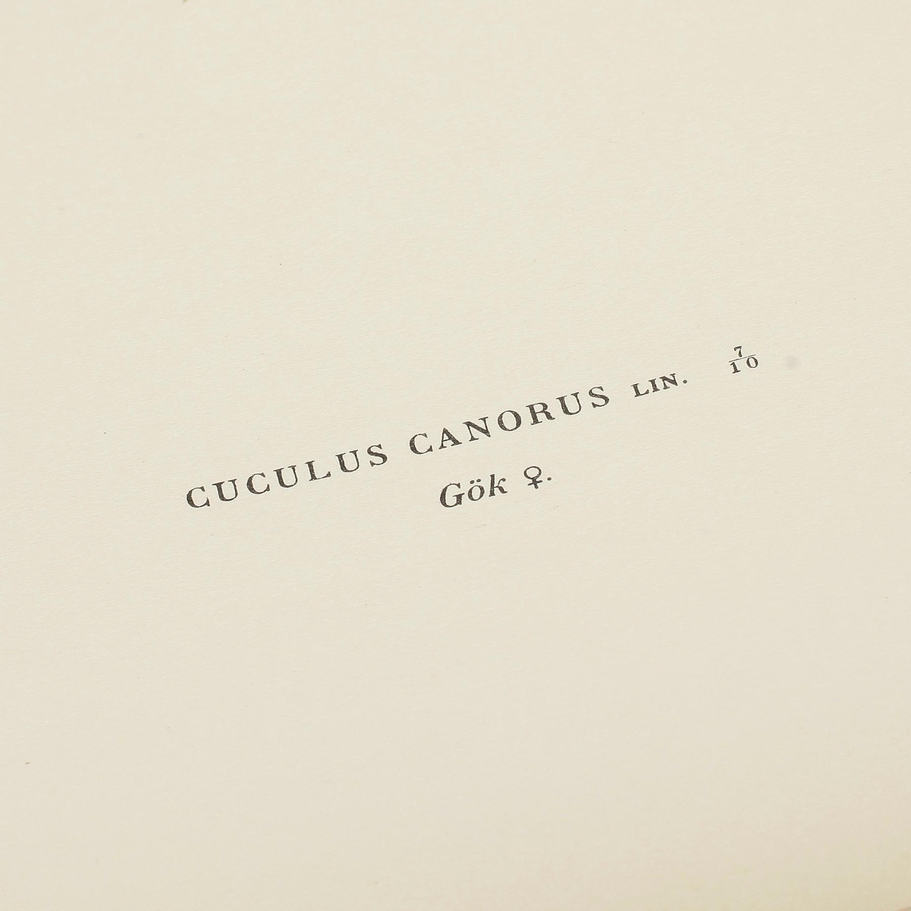 LITOGRAFISKA TRYCK, ca 100 st, ur von Wrights "Svenska fåglar", utgivna av A Börtzells, 1920-tal.