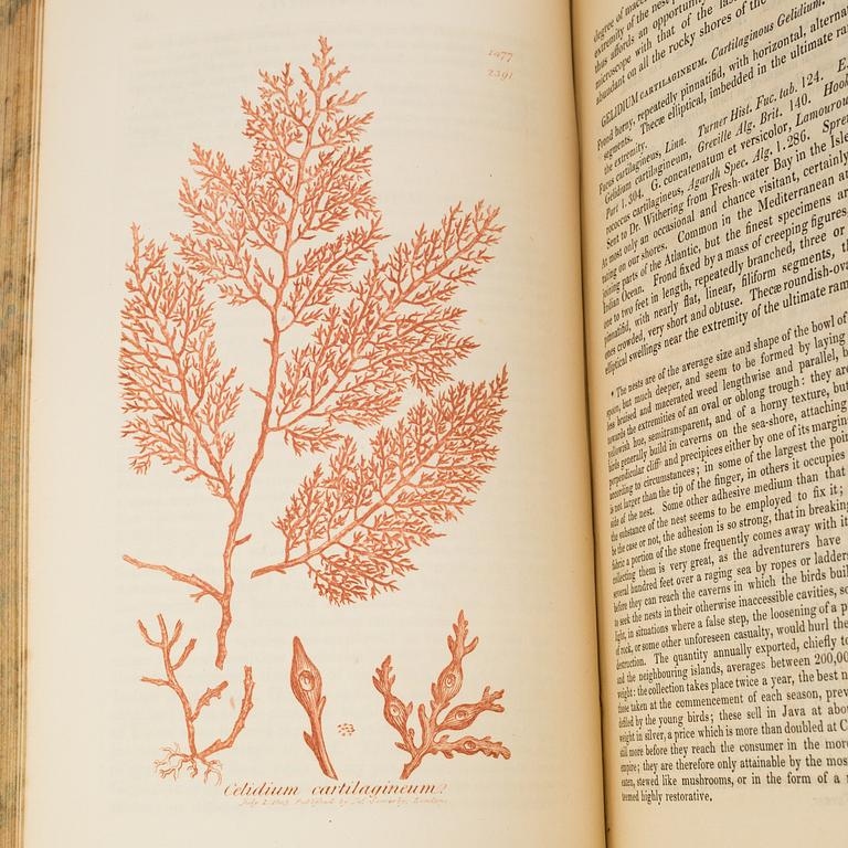 BOOKS, 12 volumes, 'English Botany' by Sir James Edward Smith, James Sowerby, London, 1832-46.