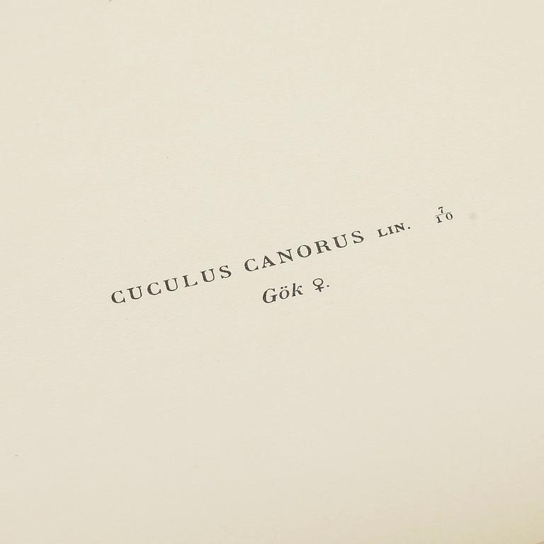 LITOGRAFISKA TRYCK, ca 100 st, ur von Wrights "Svenska fåglar", utgivna av A Börtzells, 1920-tal.
