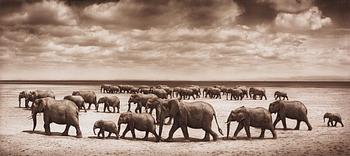 338. Nick Brandt, ”Two Elephant Herds Crossing Lake Bed in the Sun, Ambroseli 2008”.