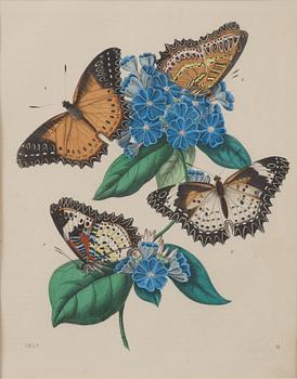 8 color litographs with animals, butterflies, fishes and monkeys, 19th/20th century.