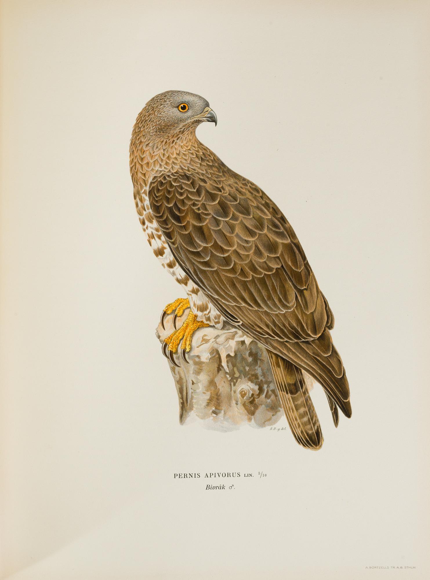 M, W & F VON WRIGHT, boks, 3 volumes, "Svenska fåglar", A. Börtzells tryckeri AB Stockholm, 1927-1929.