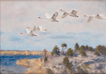 555. Bruno Liljefors, Swans in flight.