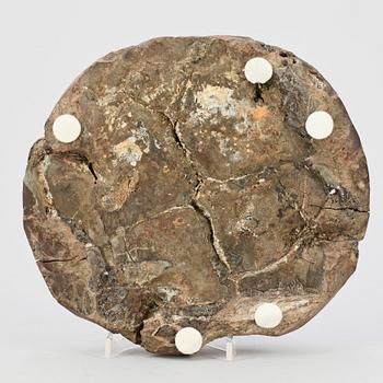 SKÖLDPADDSFOSIL, troligen sen Eocen, Maoming, Kina, ca 55-34 miljoner år.