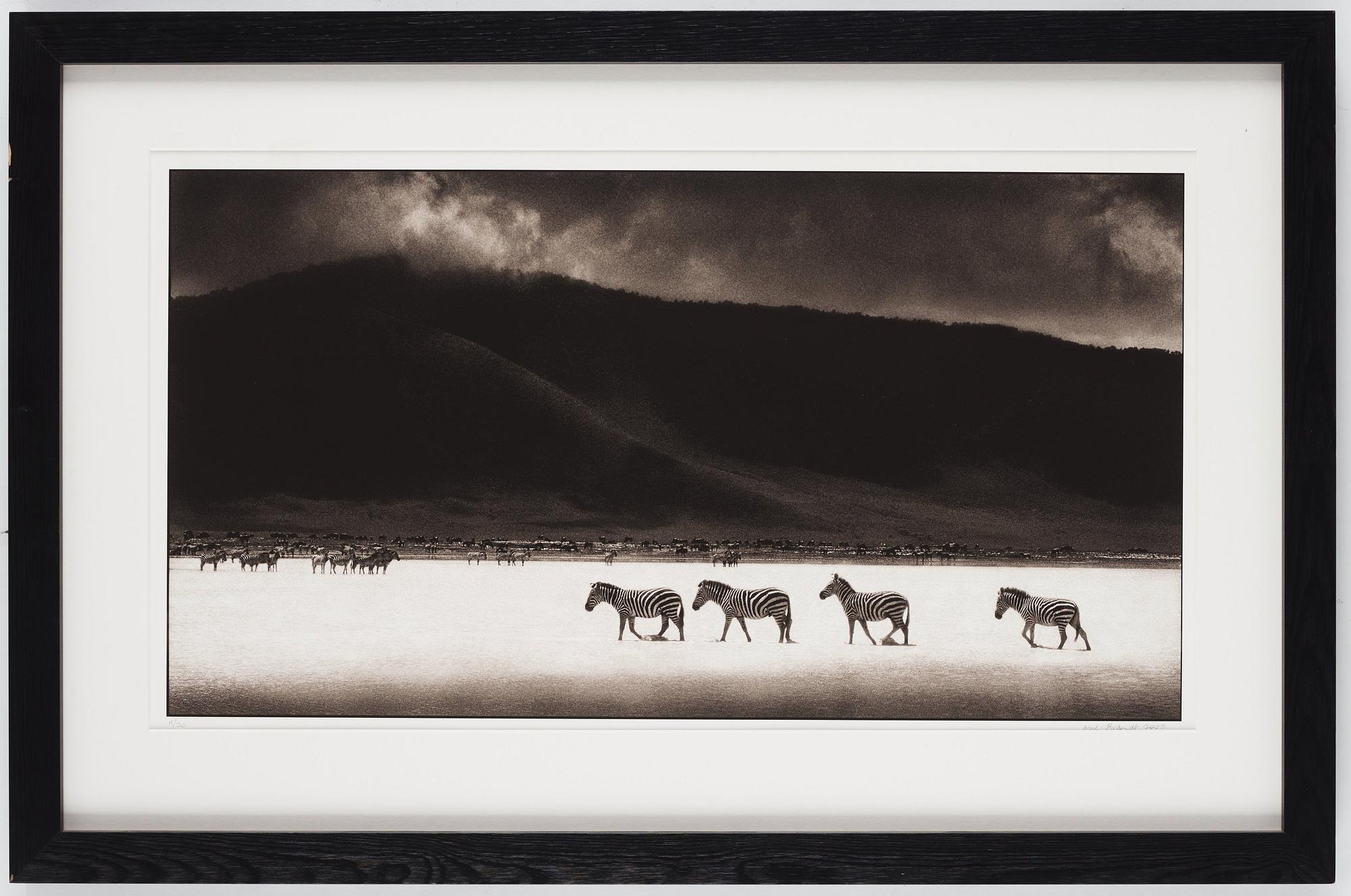 Nick Brandt, "Zebras Crossing Lake, Ngorongoro Crater, 2000".