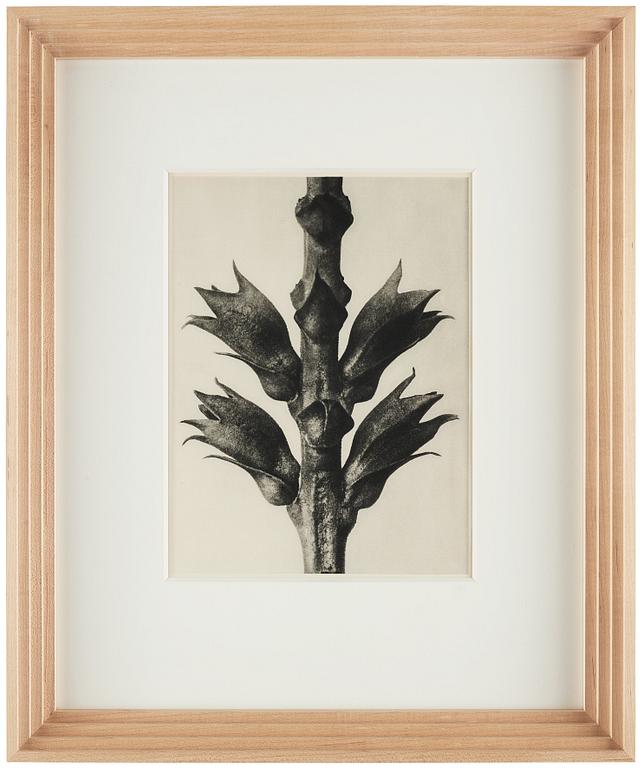 Karl Blossfeldt, "Urformen der Kunst", 1928 (22 parts).