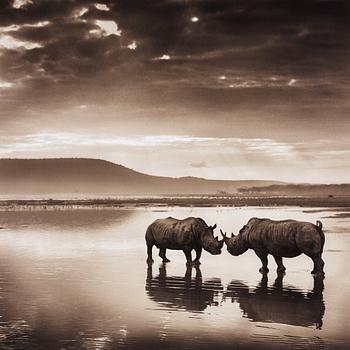 309. Nick Brandt, "RHINOS ON LAKE", 2007.