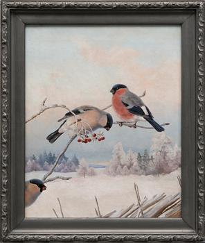 MATTI KARPPANEN, BULLFINCHES.