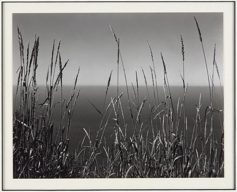 EDWARD WESTON,