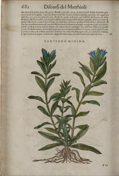 Pietro Andrea Mattioli, Medicinalväxter (4), ur, "Discorsi del Matthioli".