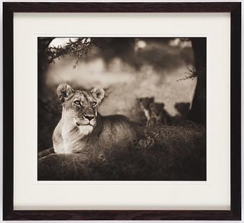 Nick Brandt, "Lioness with Cubs Under Tree, Serengeti, 2004.".