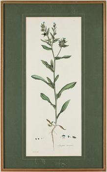 JAMES SOWERBY, 2 gravyrer ur "Flora Londoniensis, troligen ca 1780.