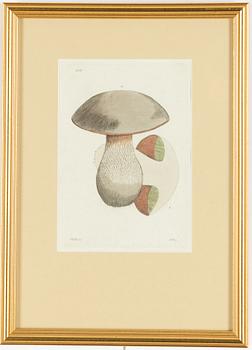 Twelve hand-coloured engravings, J.W. Palmstruch, from 'Svensk Botanik', 1802-1840.