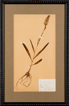 BOTANISKA TAVLOR, 4 st, Sverige, 1920-30-tal.