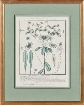 GRAFISKA BLAD, 4 st, kolorerade, 1700/1800-tal.