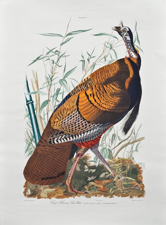 JOHN JAMES AUDUBON, efter, 4 st gravyrer, tryckt 1987.