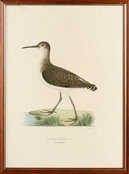 LITOGRAFISKA TRYCK, 13 st, ur von Wrights "Svenska fåglar", A. Börtzells, Stockholm.