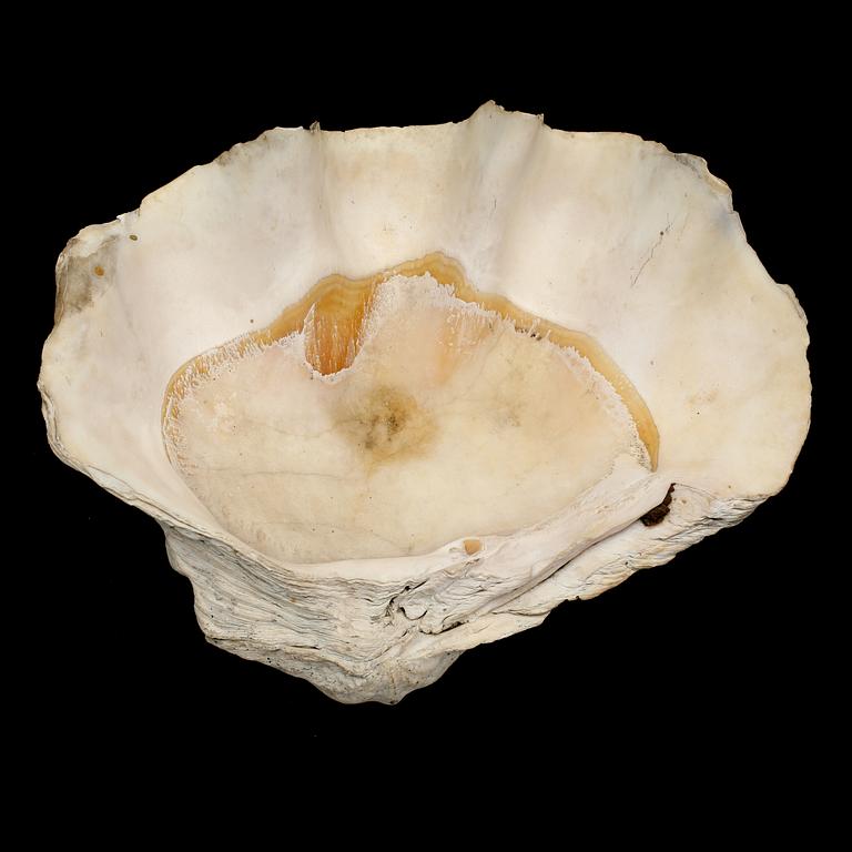 MUSSLA, fossil.