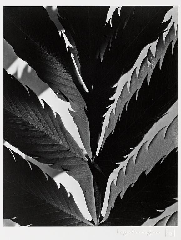 Imogen Cunningham, "Leaf pattern", 1929.