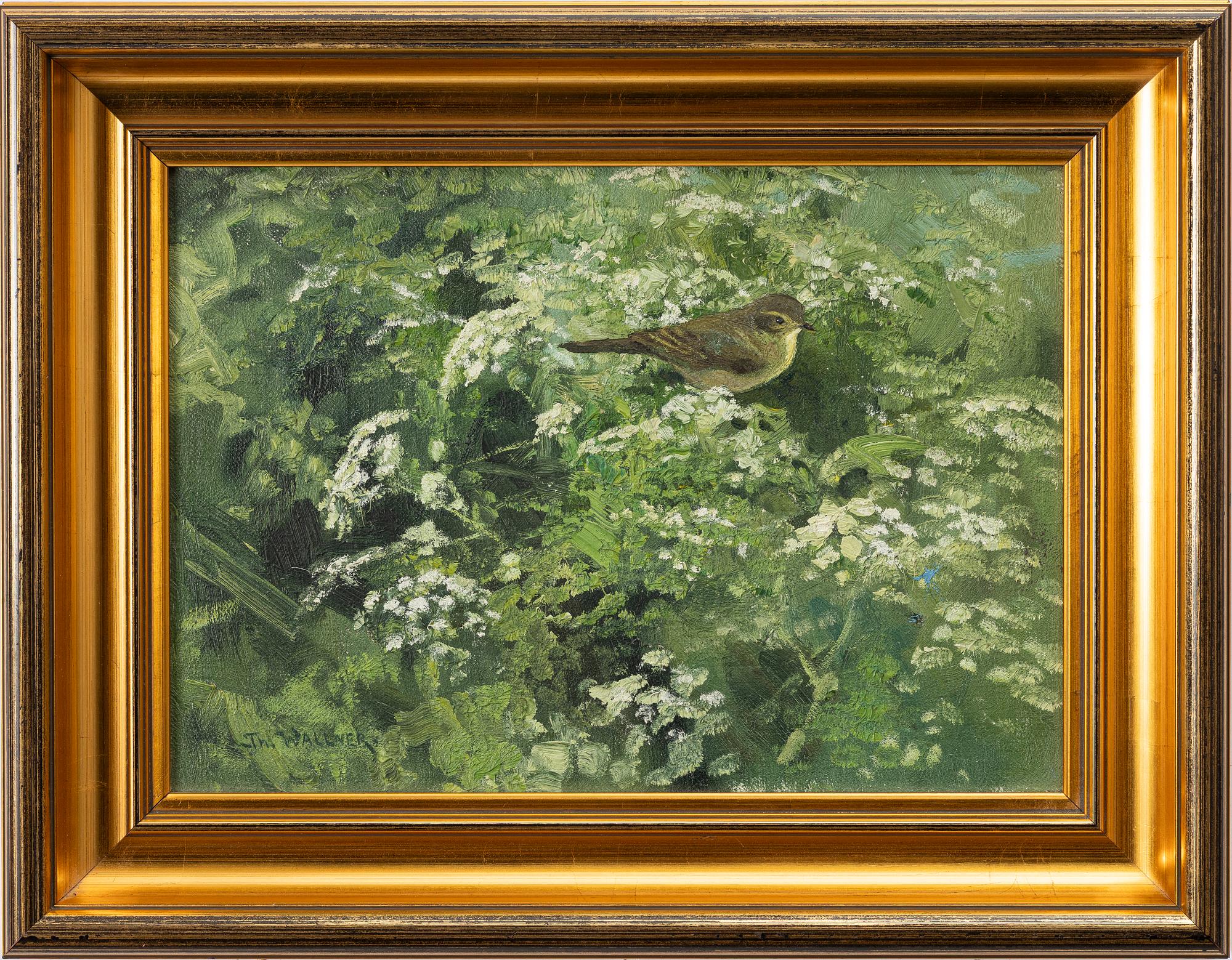 Thure Wallner, Common Chiffchaff.
