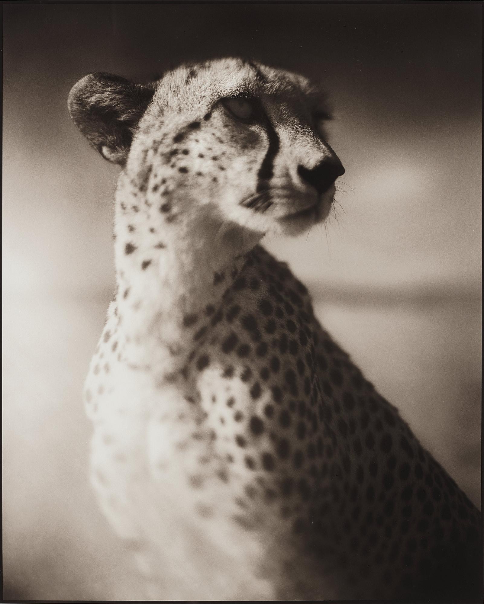 Nick Brandt, "Portrait of Cheetah Against Dark Sky, Masai Mara, 2004".