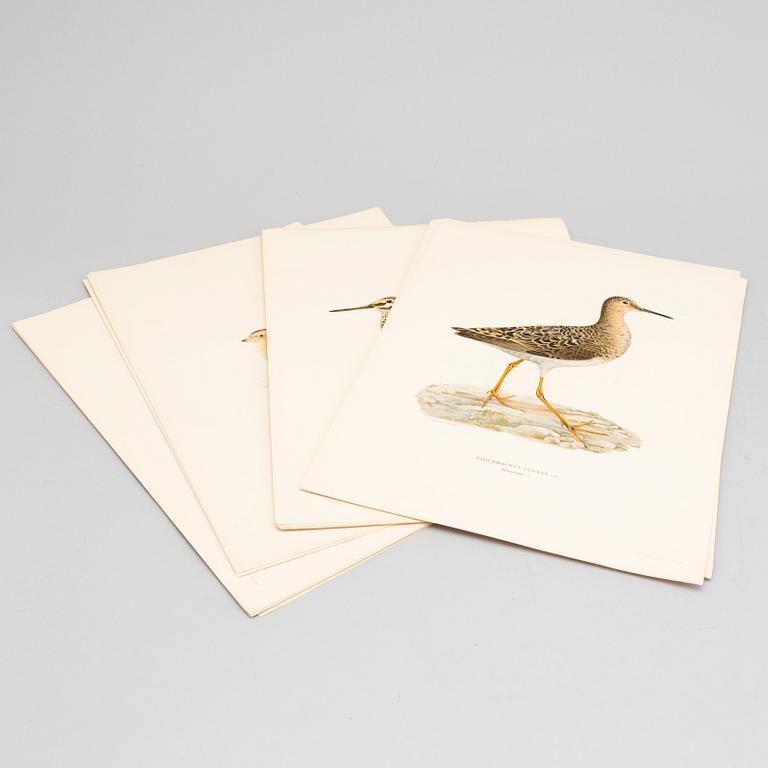24 litograph prints in color from the book "Swedish Birds" by M and W von Wright.