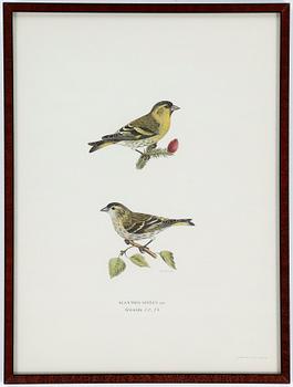 LITOGRAFIER, 12 stycken, ur "Svenska fåglar", Magnus och Wilhelm von Wright, A Börtzells, 1900-talets första hälft.