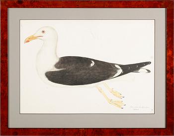 RUDBECK, OLOF D.Y, efter, 5 st, faksimil av fågelplanscher, 1900-talets andra hälft.