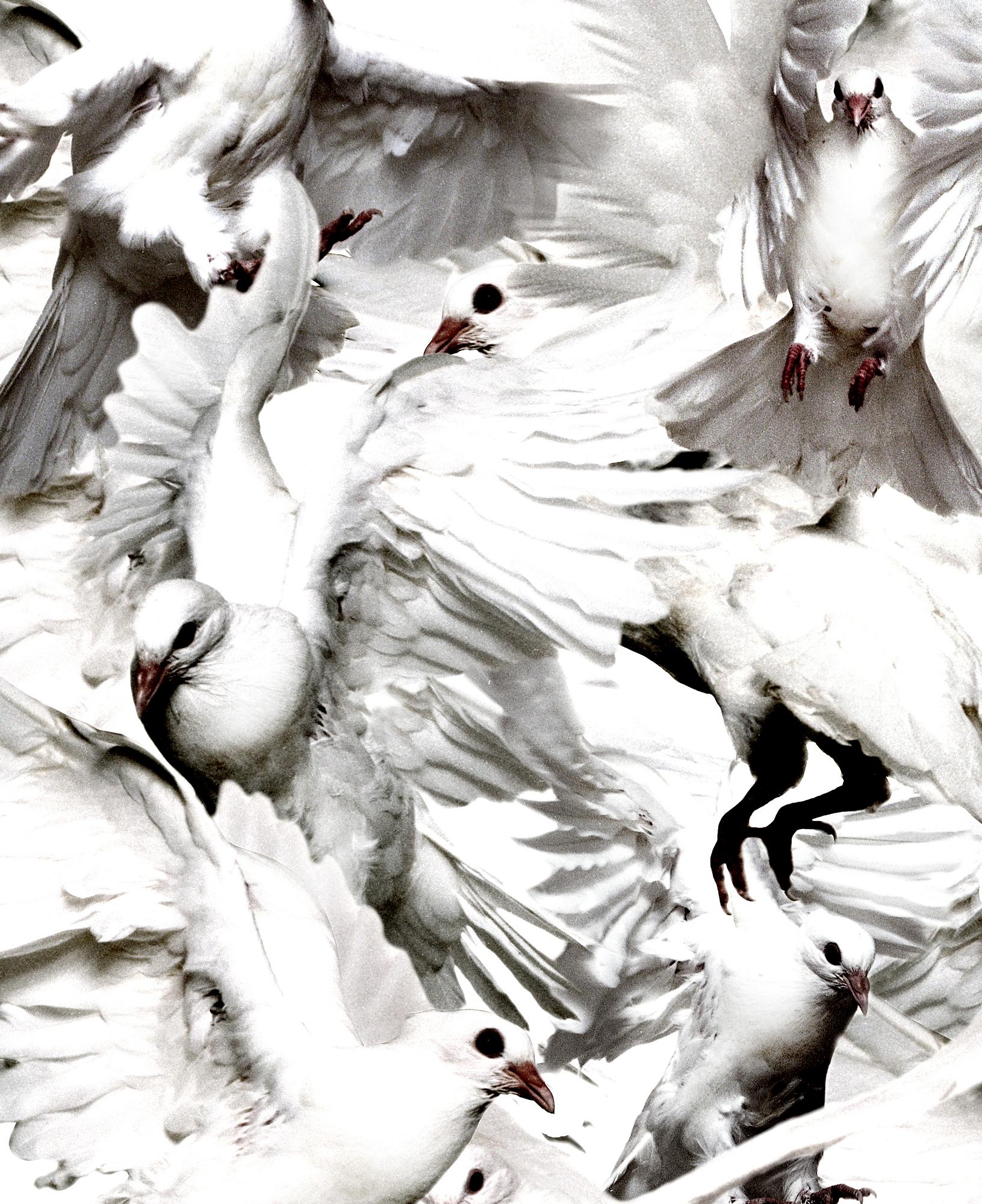 Thomas Klementsson, "Birds".