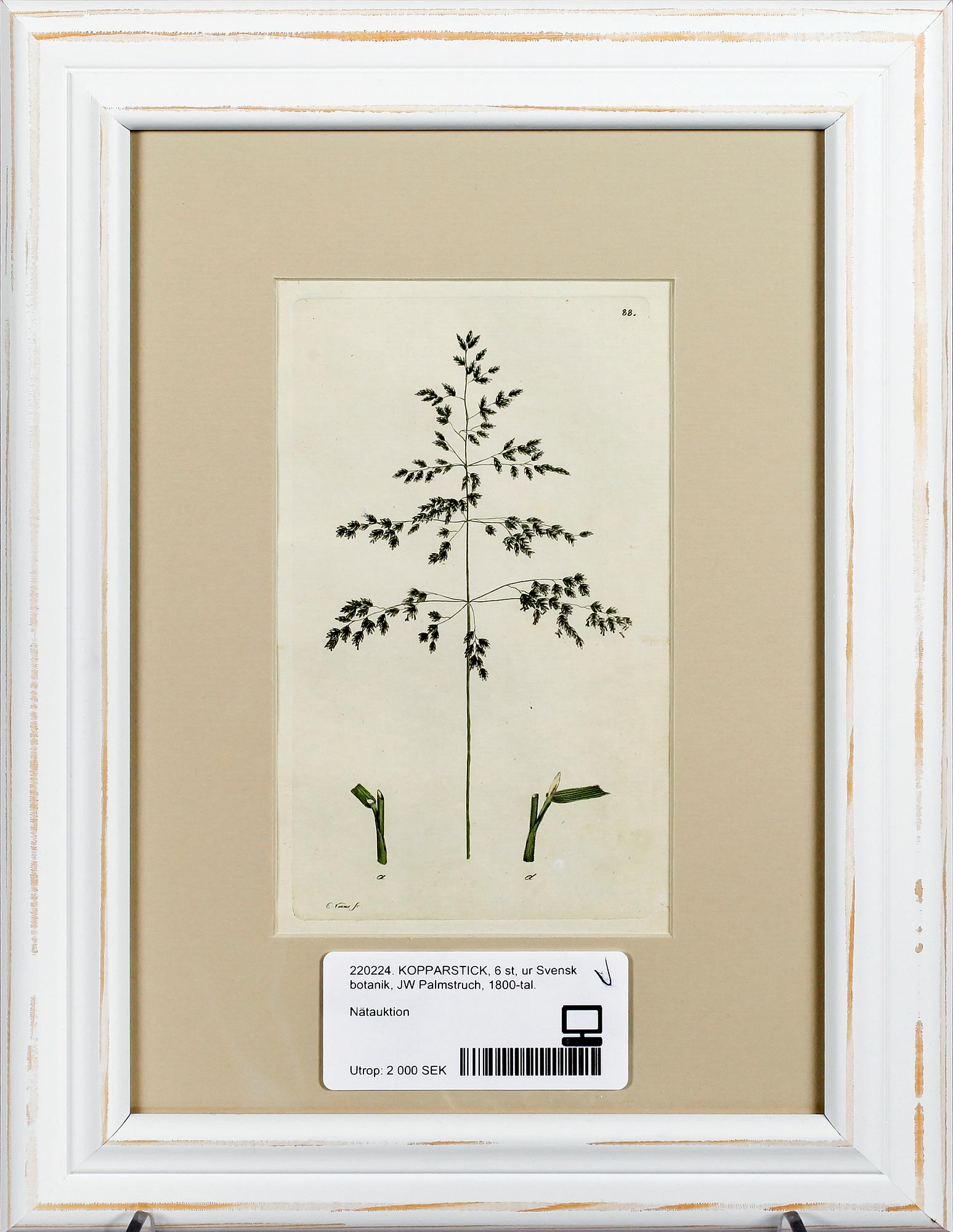 KOPPARSTICK, 6 st, ur Svensk botanik, JW Palmstruch, 1800-tal.