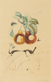Salvador Dalí, "Fruit with holes", Ur "Les Fruits",
