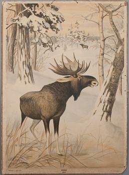 SKOLPLANSCHER, 6 st, litografi, Dybdahls zoologiske plancher. Thon & Co, Oslo samt F. Tilgmann, Helsingfors 1912.