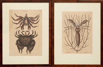 Kopparstick 3 st ur Mark Catesbys "Natural History of Carolina, Florida and Bahama islands.