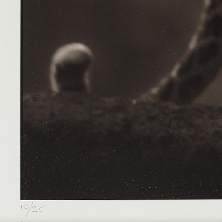 Nick Brandt, "Leopard in Crook of Tree, Nakuru, 2007".