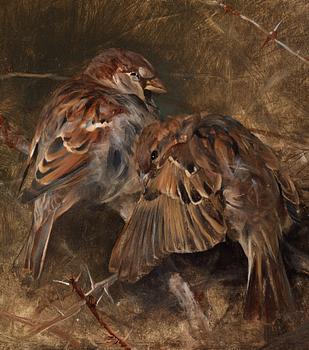 Bruno Liljefors, 'Gråsparvar bland törnen' (Sparrows).