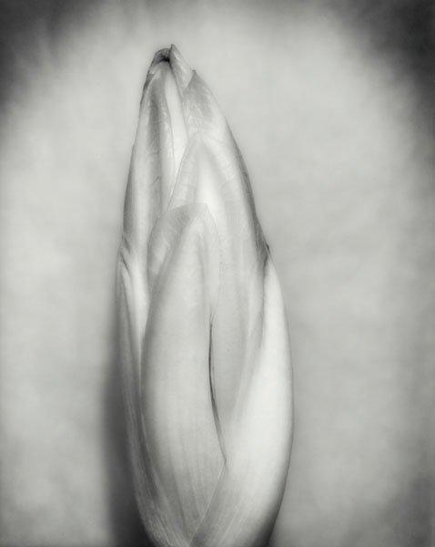 Helena Bergengren, "Endiv", 1983.