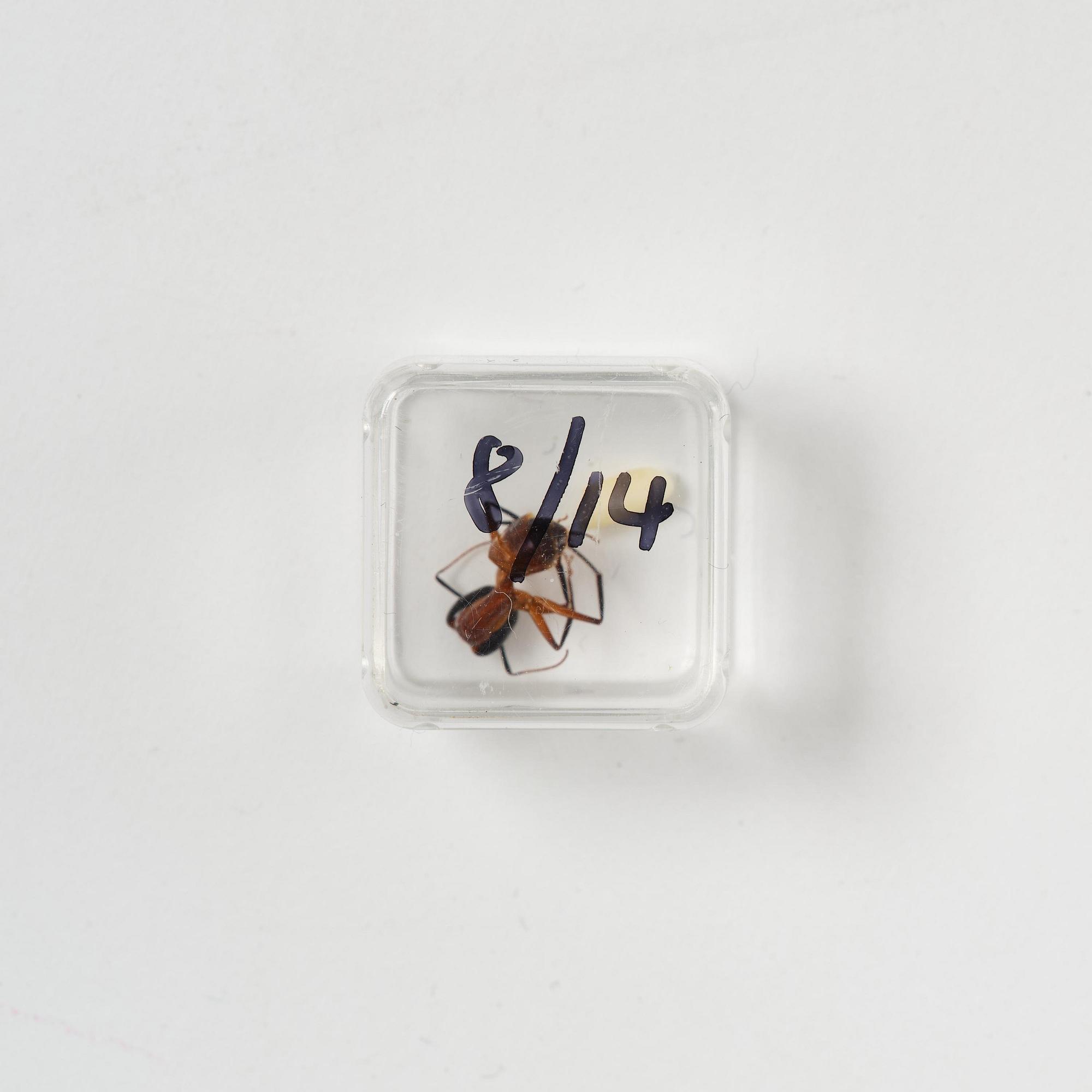 Rosemarie Trockel & Kirsten Ortwed, "Blue Box", 1990.