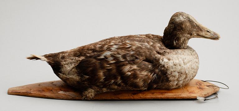 VETTE, tidigt 1900-tal.