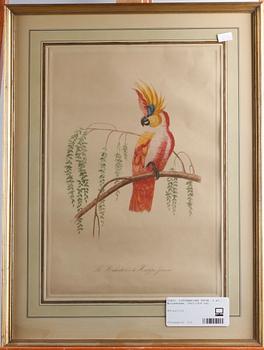 LITOGRAFISKA TRYCK, 2 st, kolorerade, 1800/1900-tal.