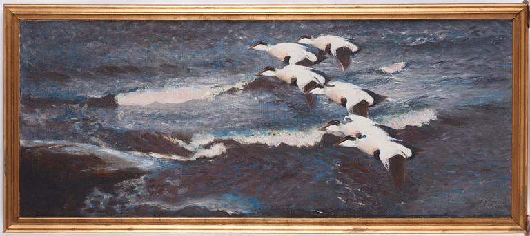 Bruno Liljefors, Eider ducks over the sea.