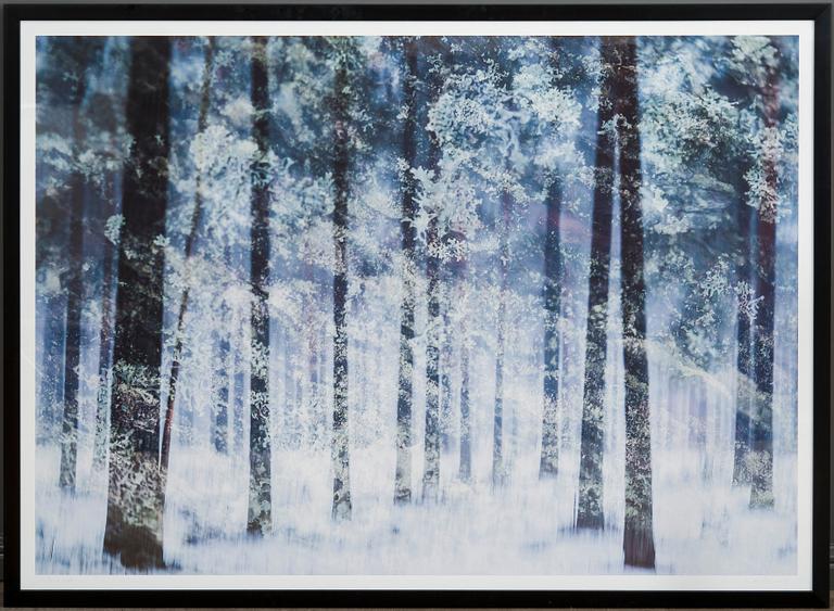 Christoffer Relander, "WINTER VEGETATION".