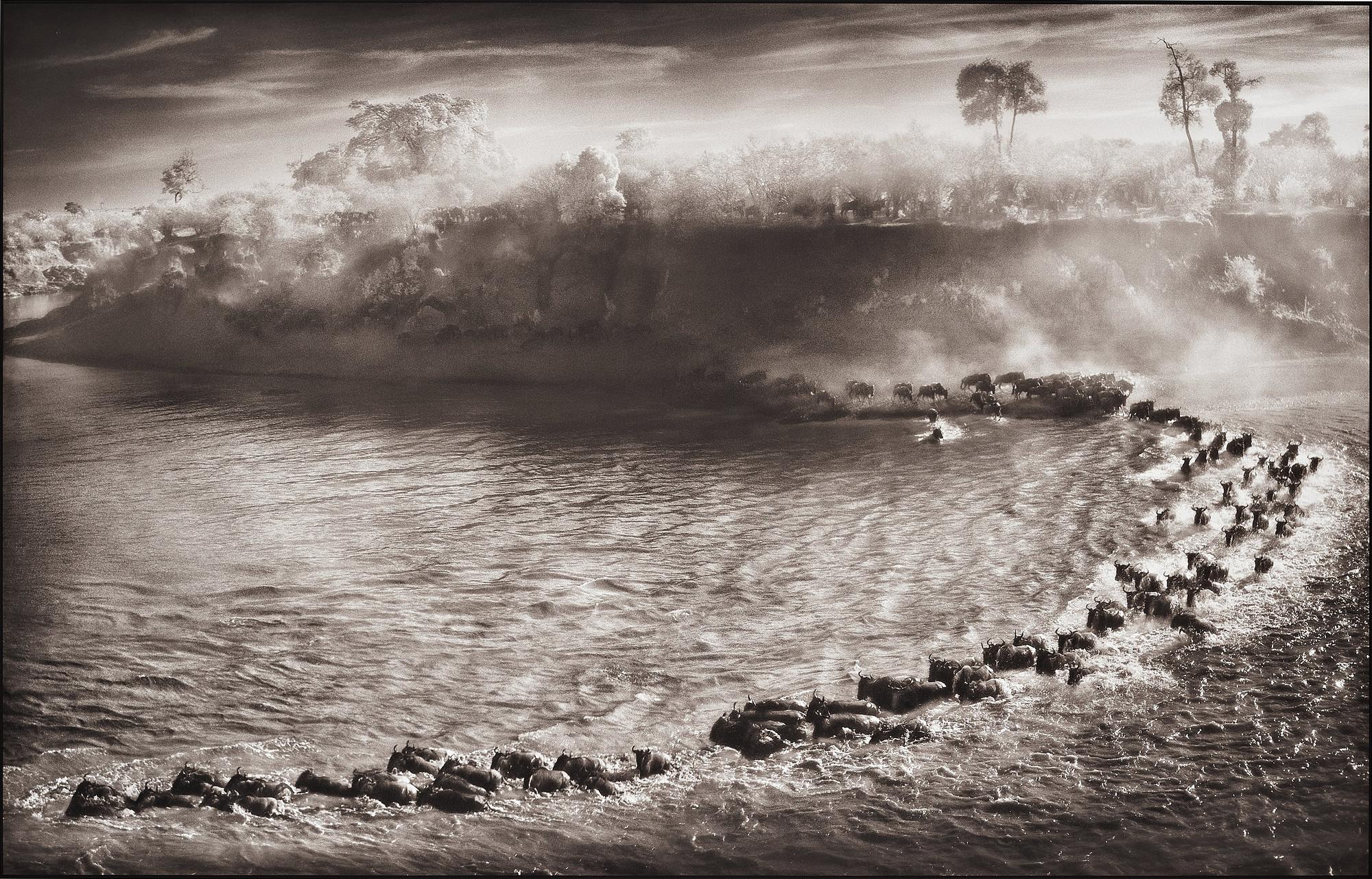 Nick Brandt, "Wildebeest Arc, Maasai Mara", 2006.