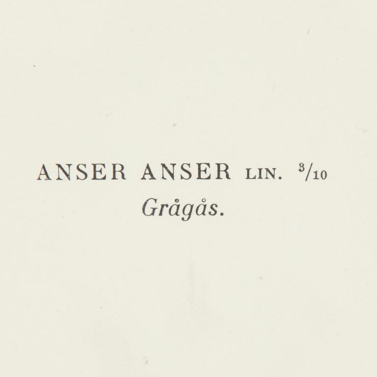 LITOGRAFISKA TRYCK, 5 st, ur M och W von Wrights "Svenska fåglar", A. Börtzells, Stockholm, 1917-29.