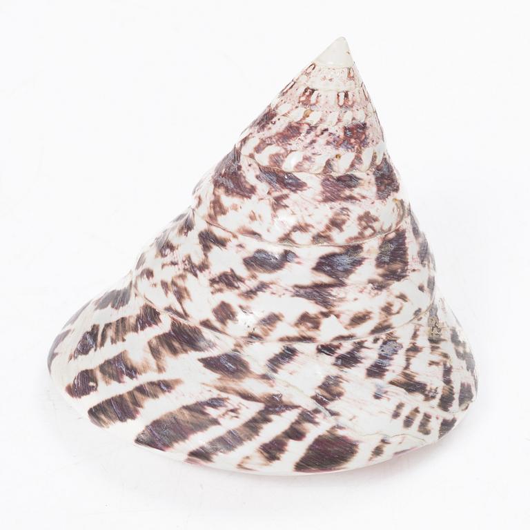 Firma Svenskt Tenn, shells 4 pcs, including one Nautilus shell with a brass mount.