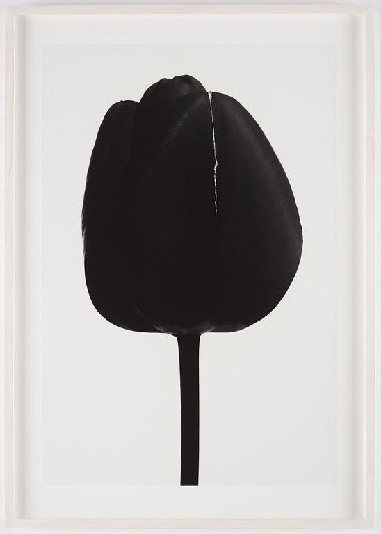 Björn Keller, "Black Tulip 1", 2022.